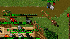 Dog shade on screen