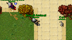 Royal Animal on screen