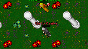 Gato Ranks on screen