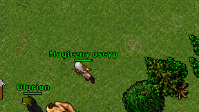 Magiczny oscyp on screen