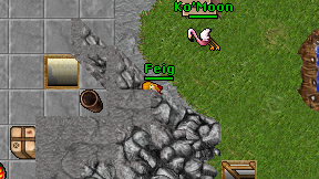 Feig on screen