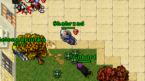 Gokart on screen