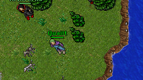 Quailt on screen