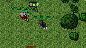 Colobobcus on screen
