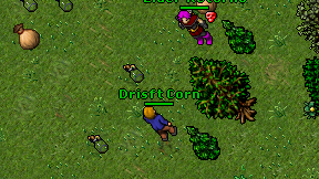 Drisft Corn on screen
