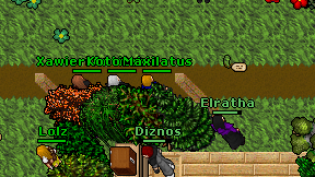 Maxilatus on screen