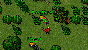 Royal Sunris on screen