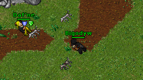 Bigodyw on screen