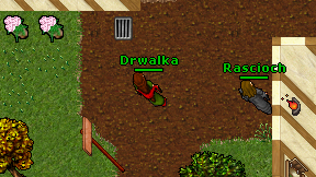 Drwalka on screen