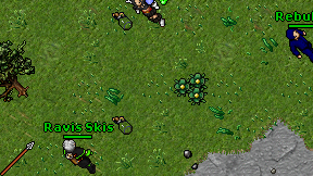Ravis Skis on screen