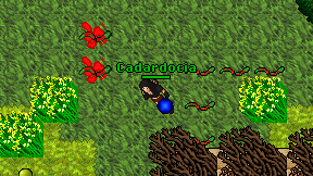 Cadardocia on screen