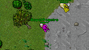 Royal Pageiro on screen