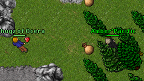Amber'Pacific on screen