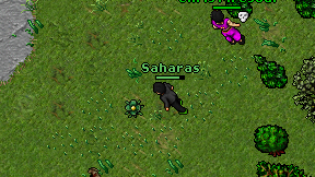 Saharas on screen