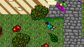 Pelicano Morte on screen