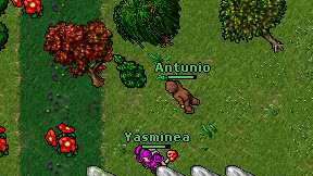 Antunio on screen