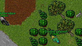 Druid javier on screen