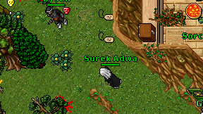 Surek Adwa on screen