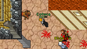 Catuca on screen