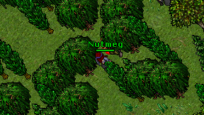 Nutmeg on screen
