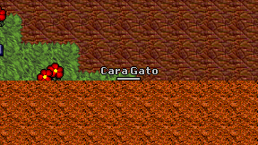 Cara Gato on screen