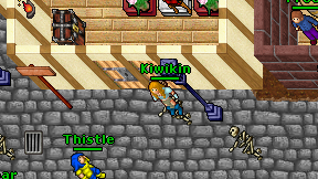 Kiwikin on screen